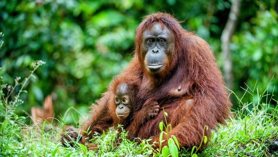 Singapur, Malezja i Borneo: Wielka Azjatycka Przygoda