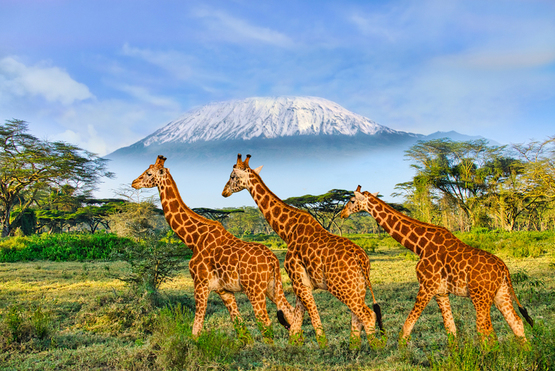 Kenia i Tanzania: Wielkie Safari, Serengeti i Rajskie plaże Zanzibaru
