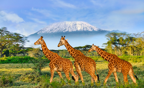 Majówka | Kenia, Tanzania + Zanzibar. Wielkie Safari, Serengeti i Rajskie Plaże.